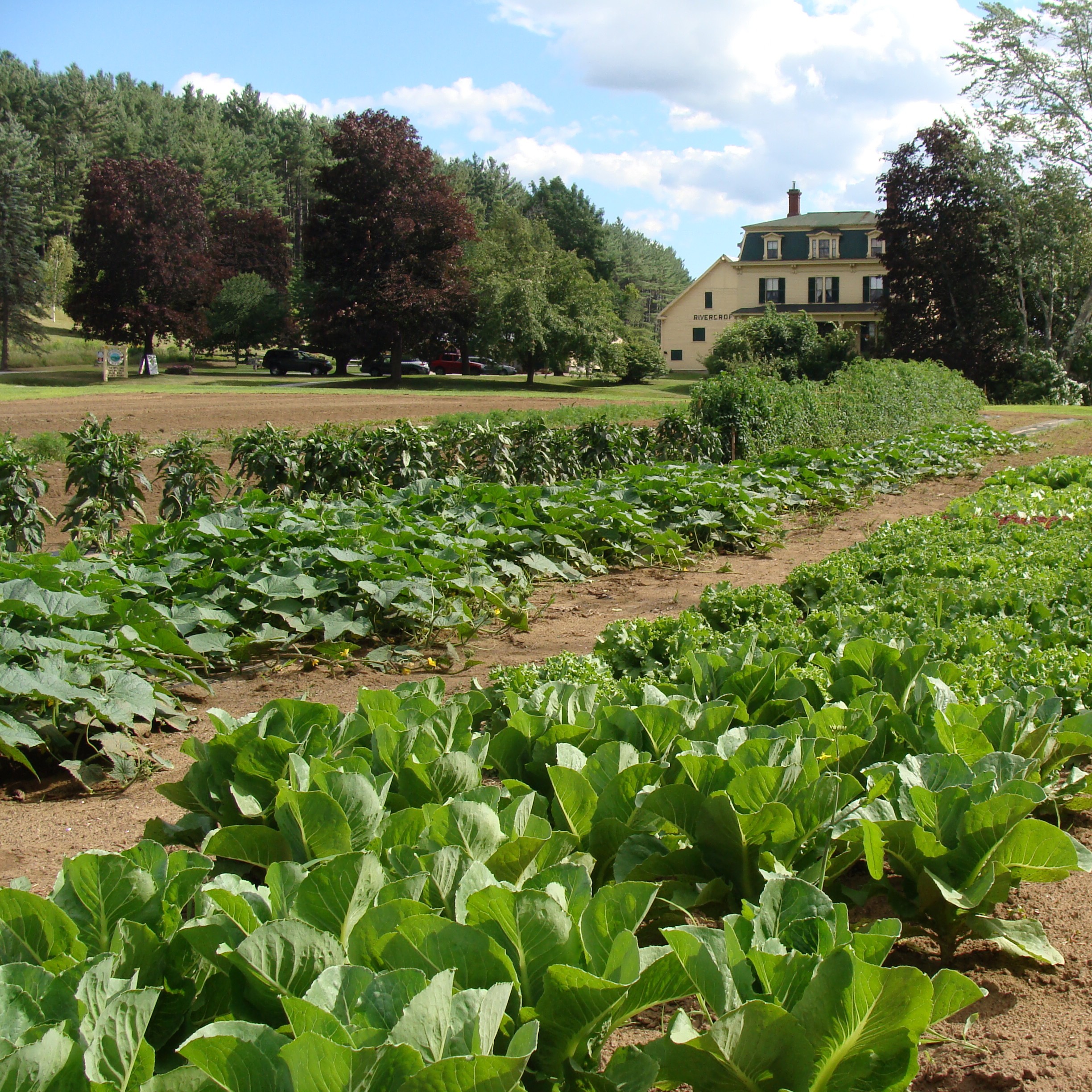 Westons Rivercroft Farm CE Organic copy.jpg